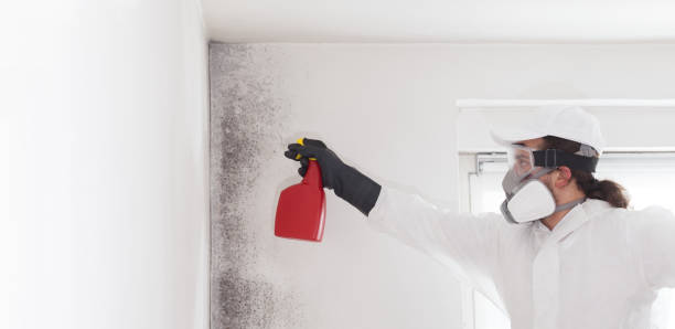 Best Toxic Mold Removal  in Margate, FL