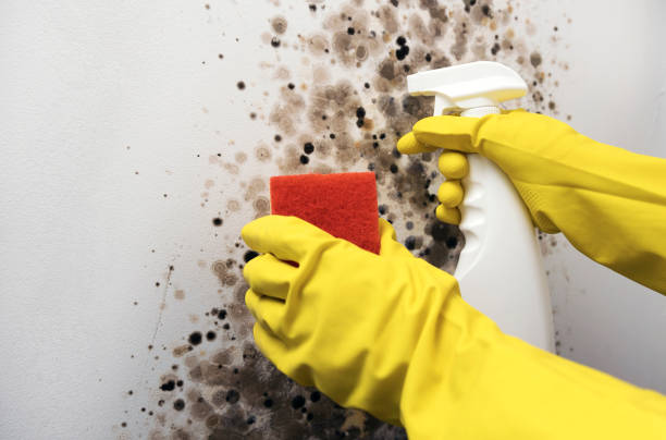 Home Mold Removal in Margate, FL