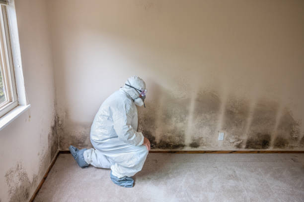 Mold Removal Process